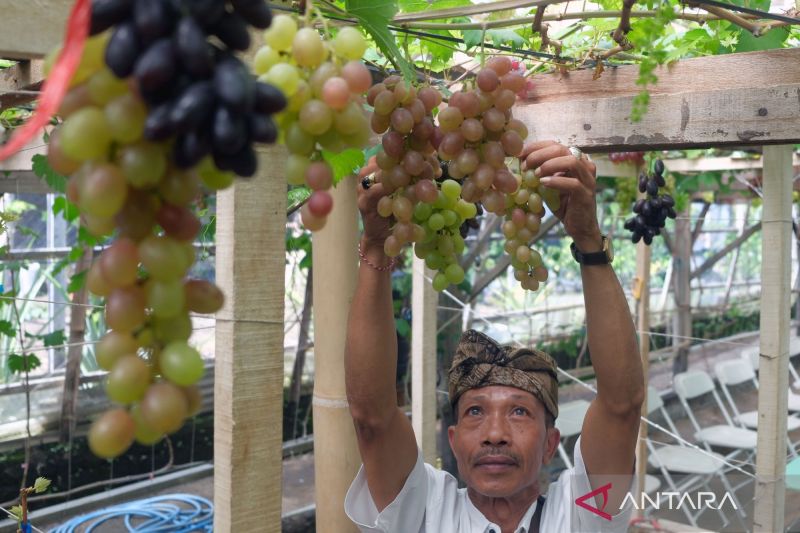 6 buah tinggi gula yang perlu diketahui, apakah aman dikonsumsi?