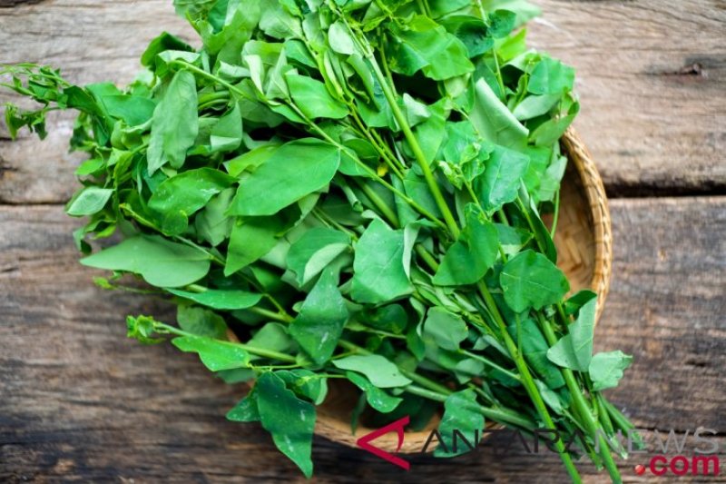 8 manfaat daun katuk dan kandungan gizinya