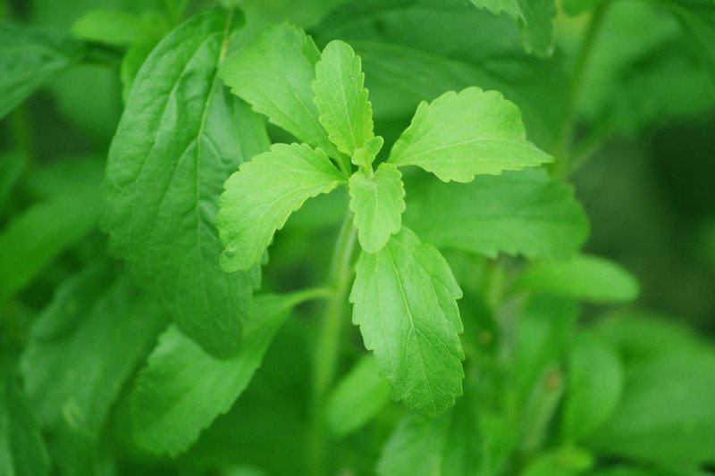 Benarkah stevia lebih sehat dari gula biasa? Ini faktanya