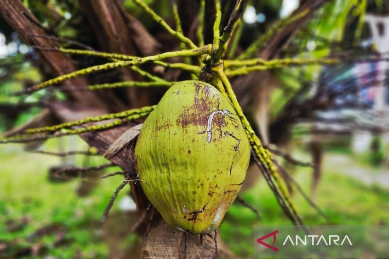 Bolehkah minum obat setelah minum air kelapa? Ini penjelasannya