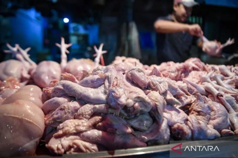 Usus ayam bukan sekedar jeroan, ini manfaatnya